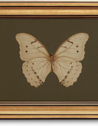 Gold Framed Wall Art Vintage Butterfly Canvas Wall Art White Butterfly Moody Insect Artwork Prints Picture for Living Room Bedroom Farmhouse Bathroom Office Decor, 8x10